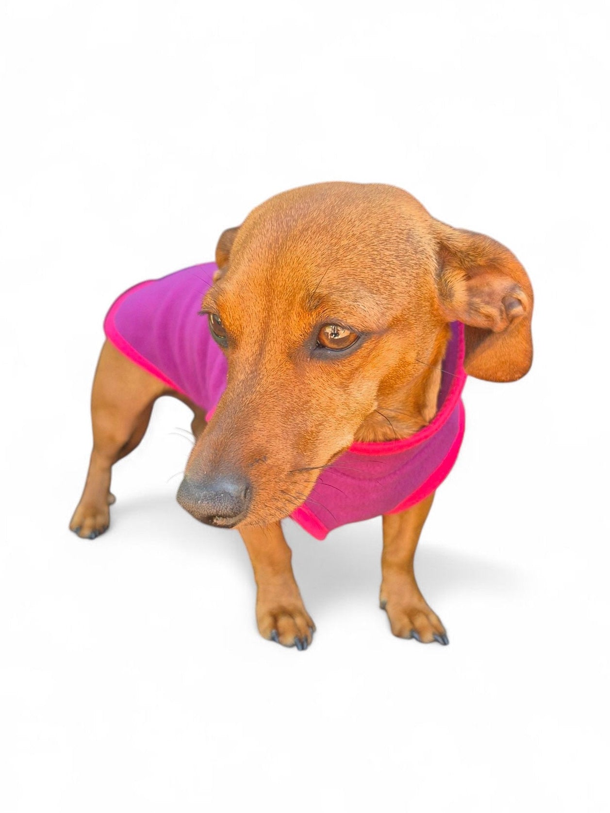 Teckel fleece sweater