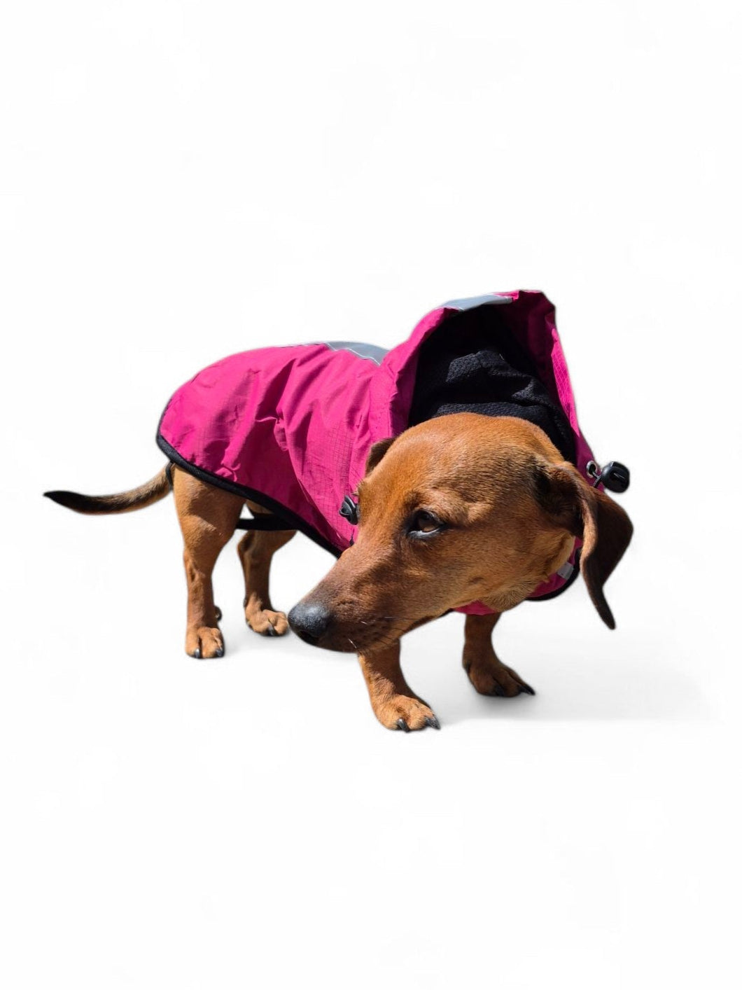 Teckel regenjas met capuchon