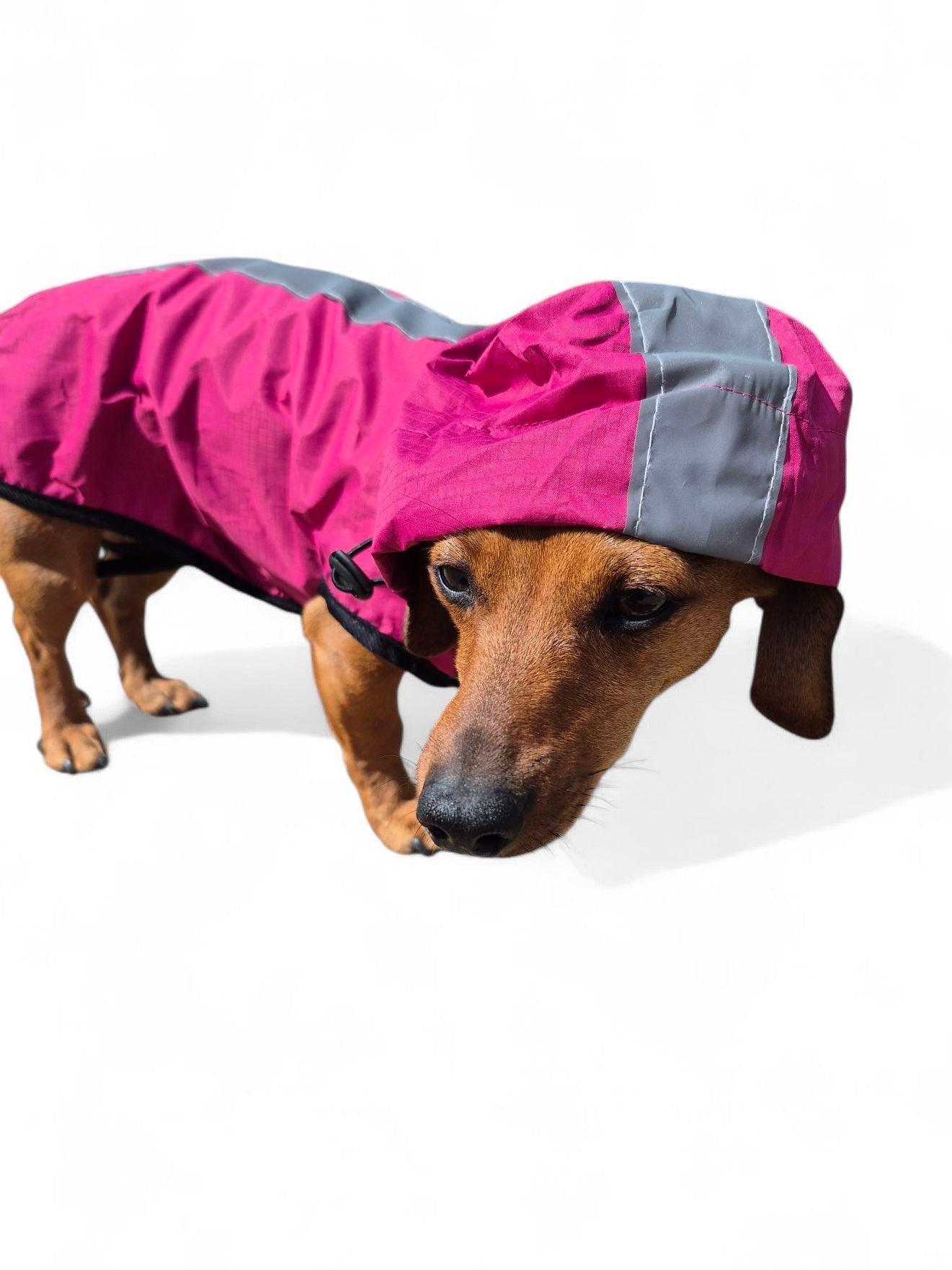 Teckel regenjas met capuchon