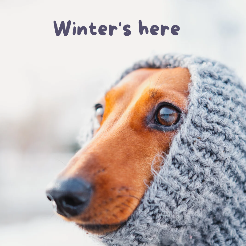 Teckel wintercollectie