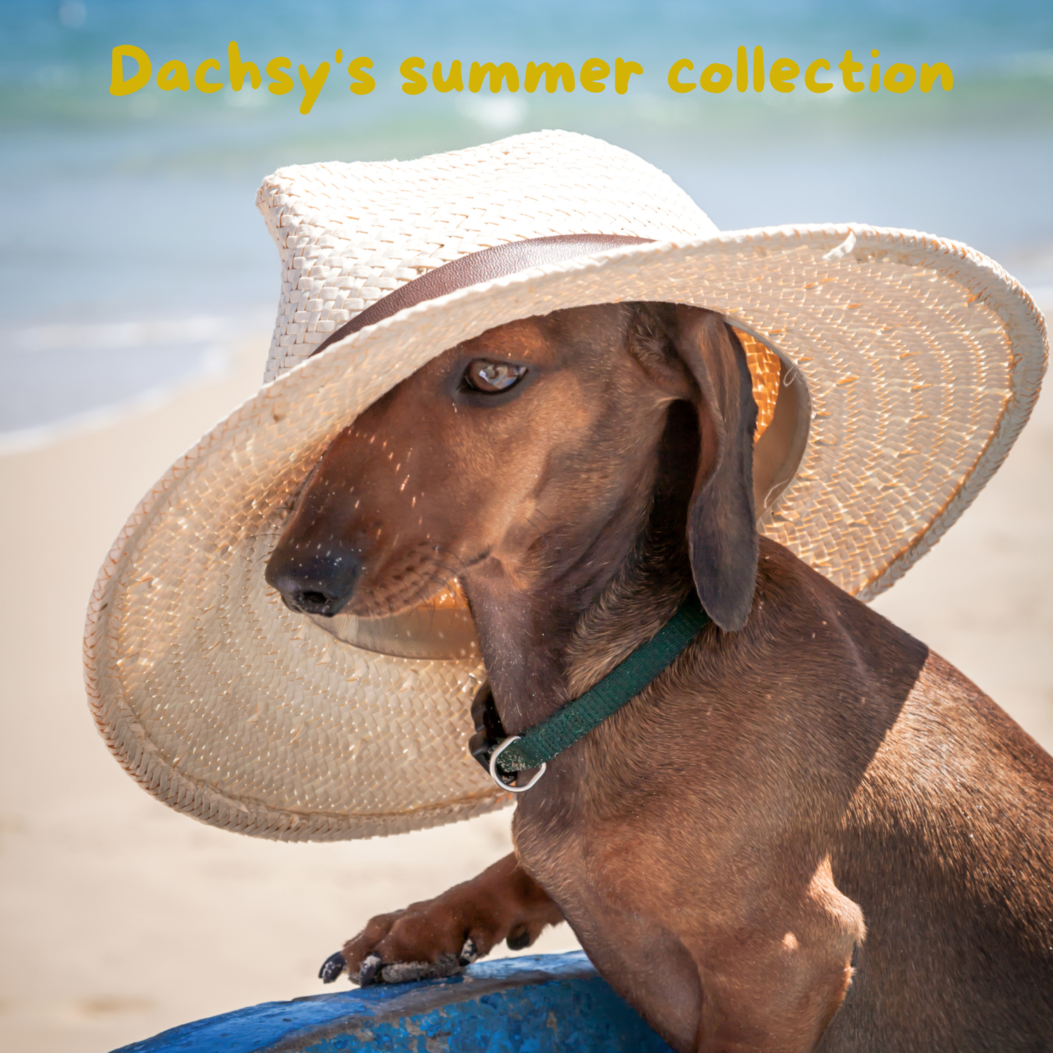 Dachsy's summer collection