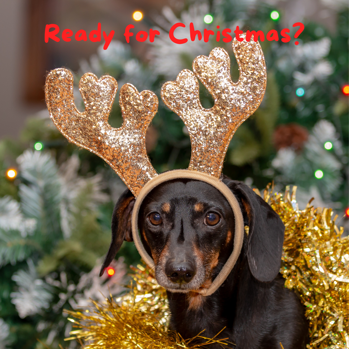 Kerstcollectie '26