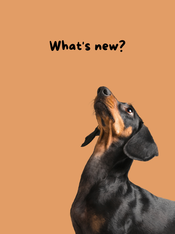 Dachsy's New Stuff