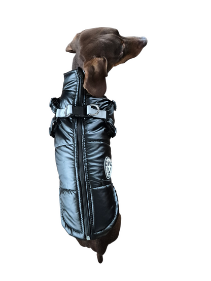 Glanzende hondenjas voor teckels die niet "aan hun formaat voldoen"