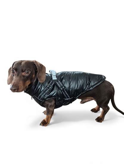 Glanzende hondenjas voor teckels die niet "aan hun formaat voldoen"