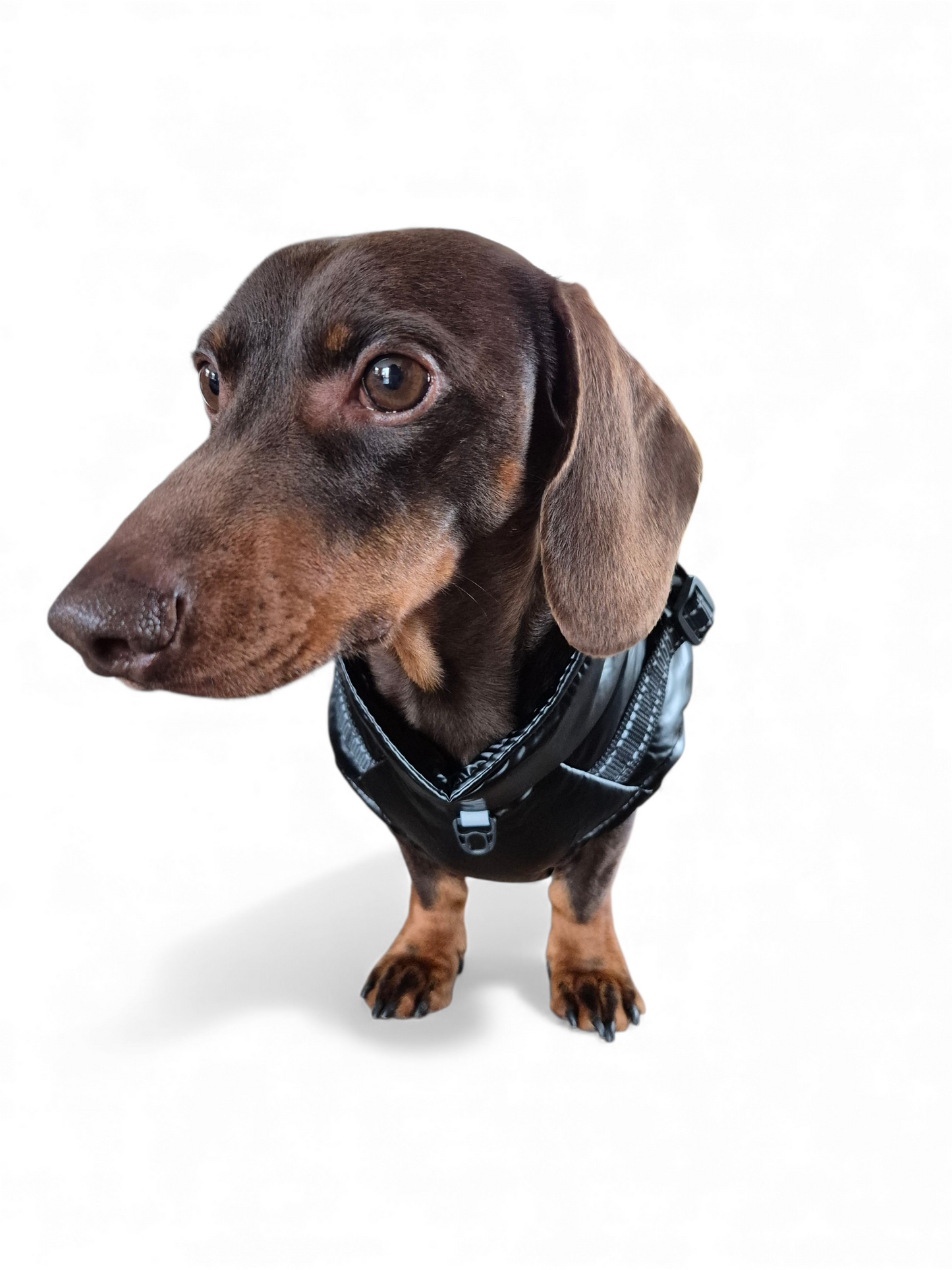 Glanzende hondenjas voor teckels die niet "aan hun formaat voldoen"