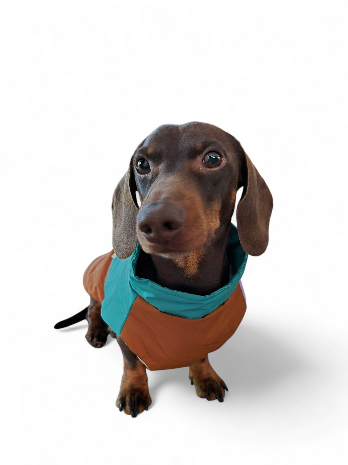 Color blocking hondenjasje