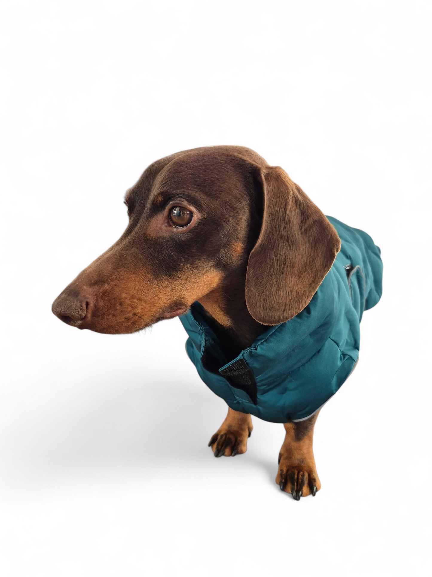 Gevoerde petrol hondenjas met klittenband