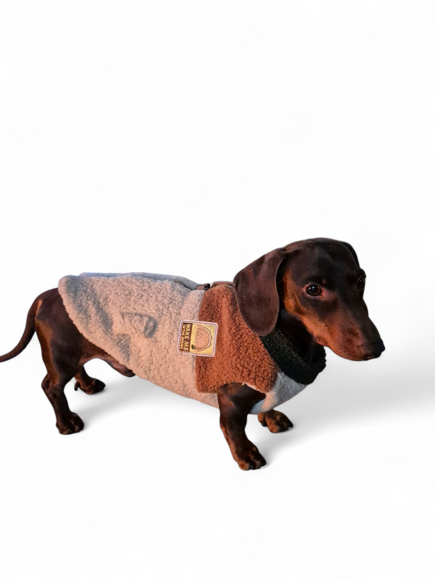 Teddy jack voor je teckel