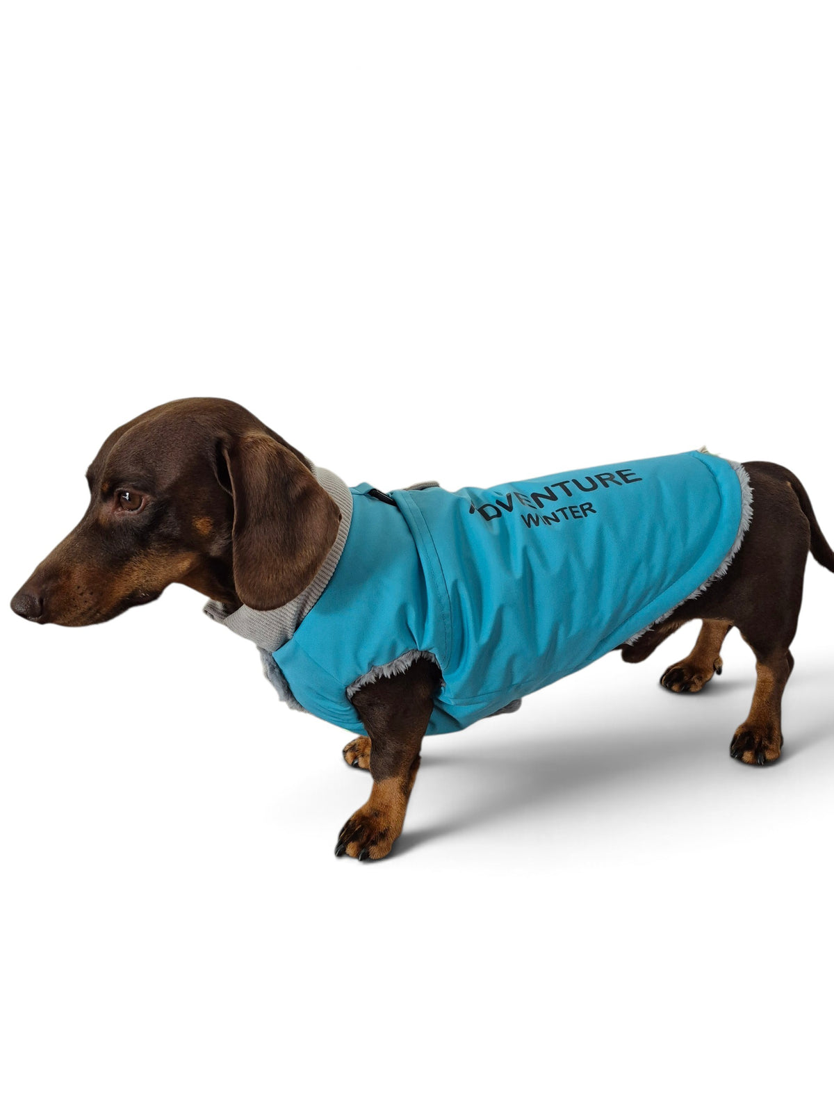 Hippe winterjas voor je teckel