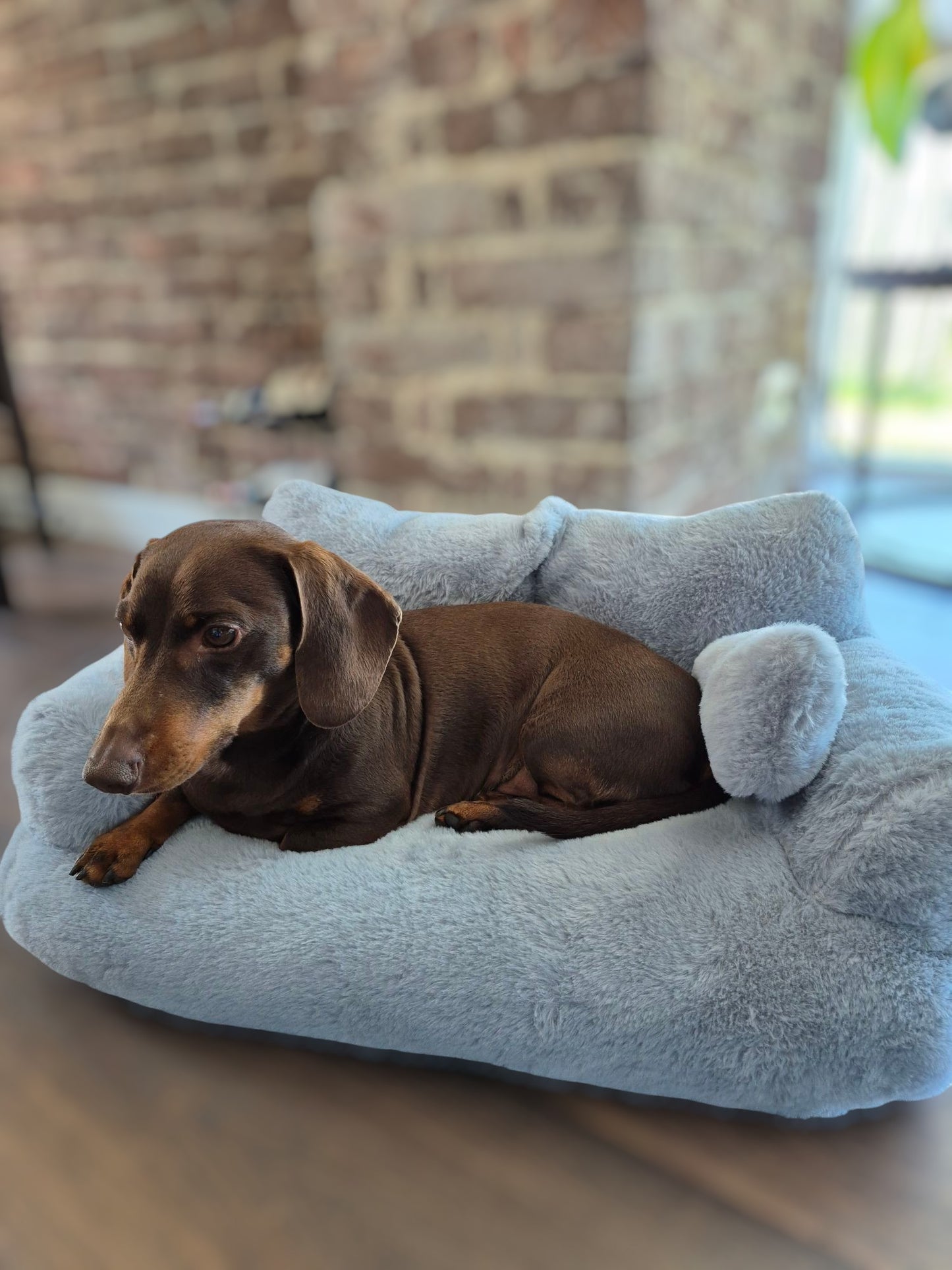 Heerlijk zachte sofa voor je teckel