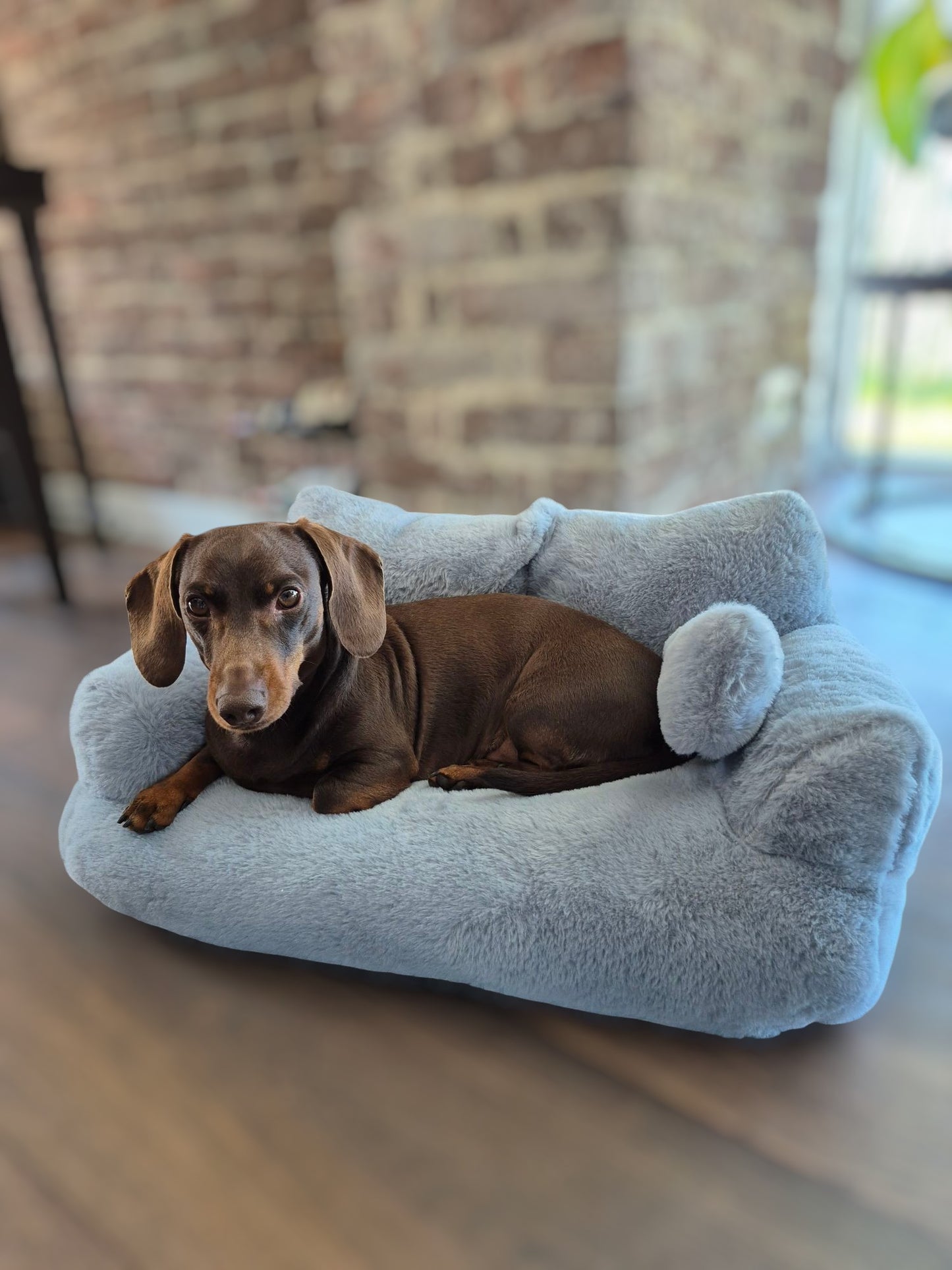 Heerlijk zachte sofa voor je teckel