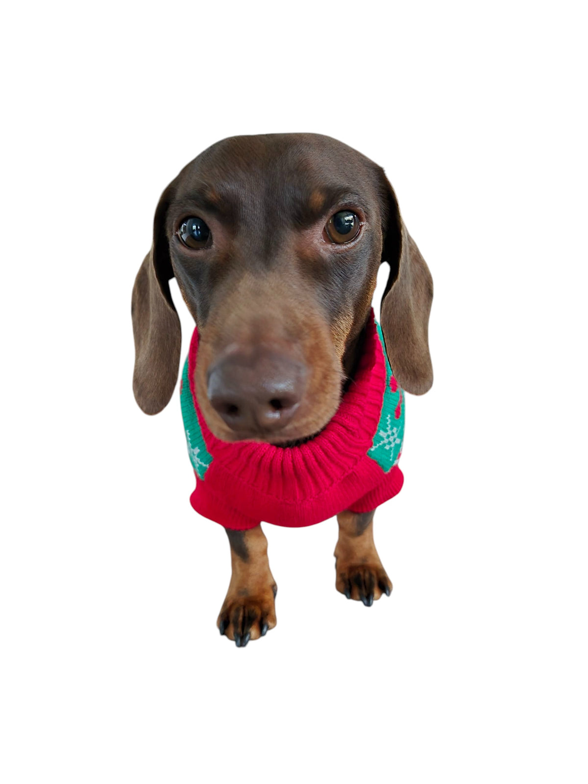 Honden kersttrui ´Pawsome Christmas´