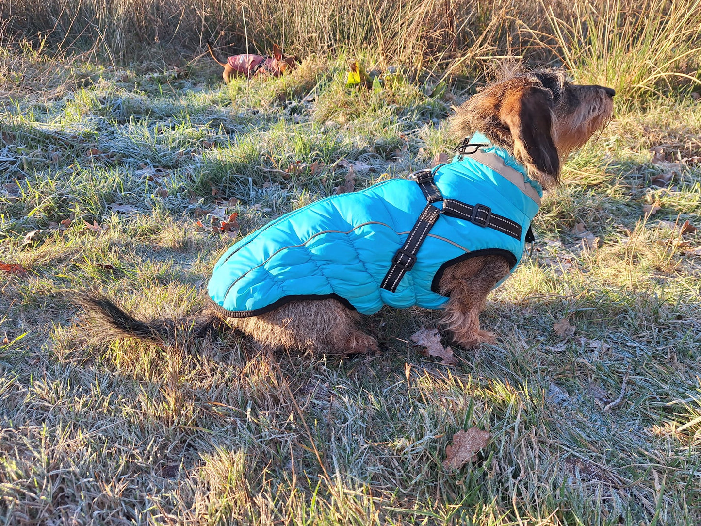 Superwarme hondenjas met reflecterende strepen