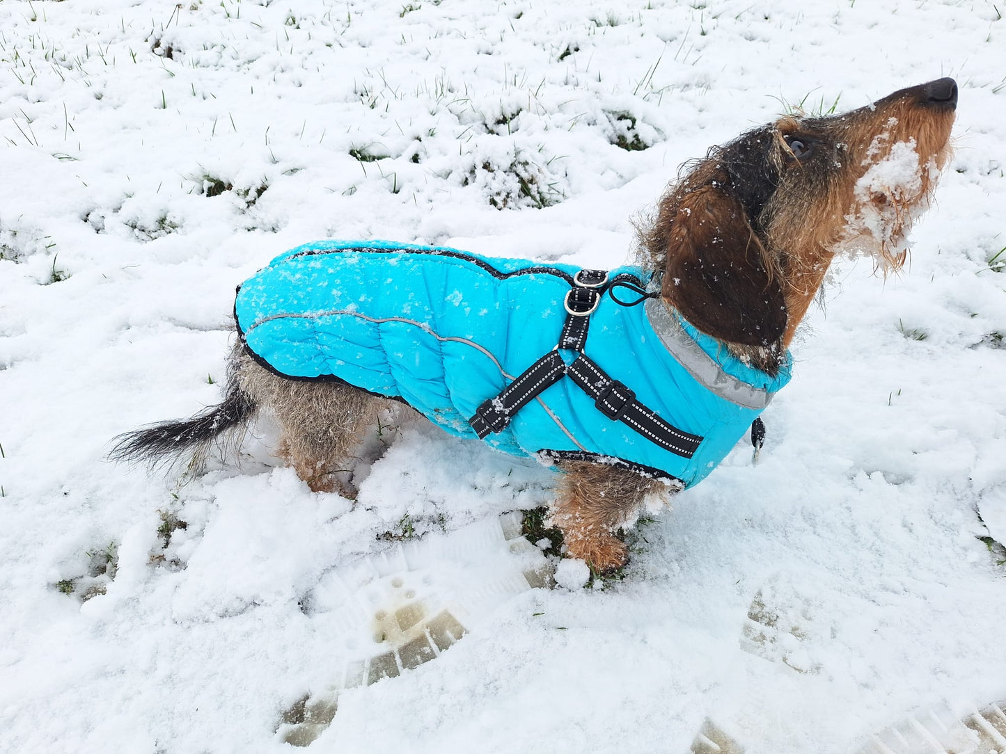 Superwarme hondenjas met reflecterende strepen