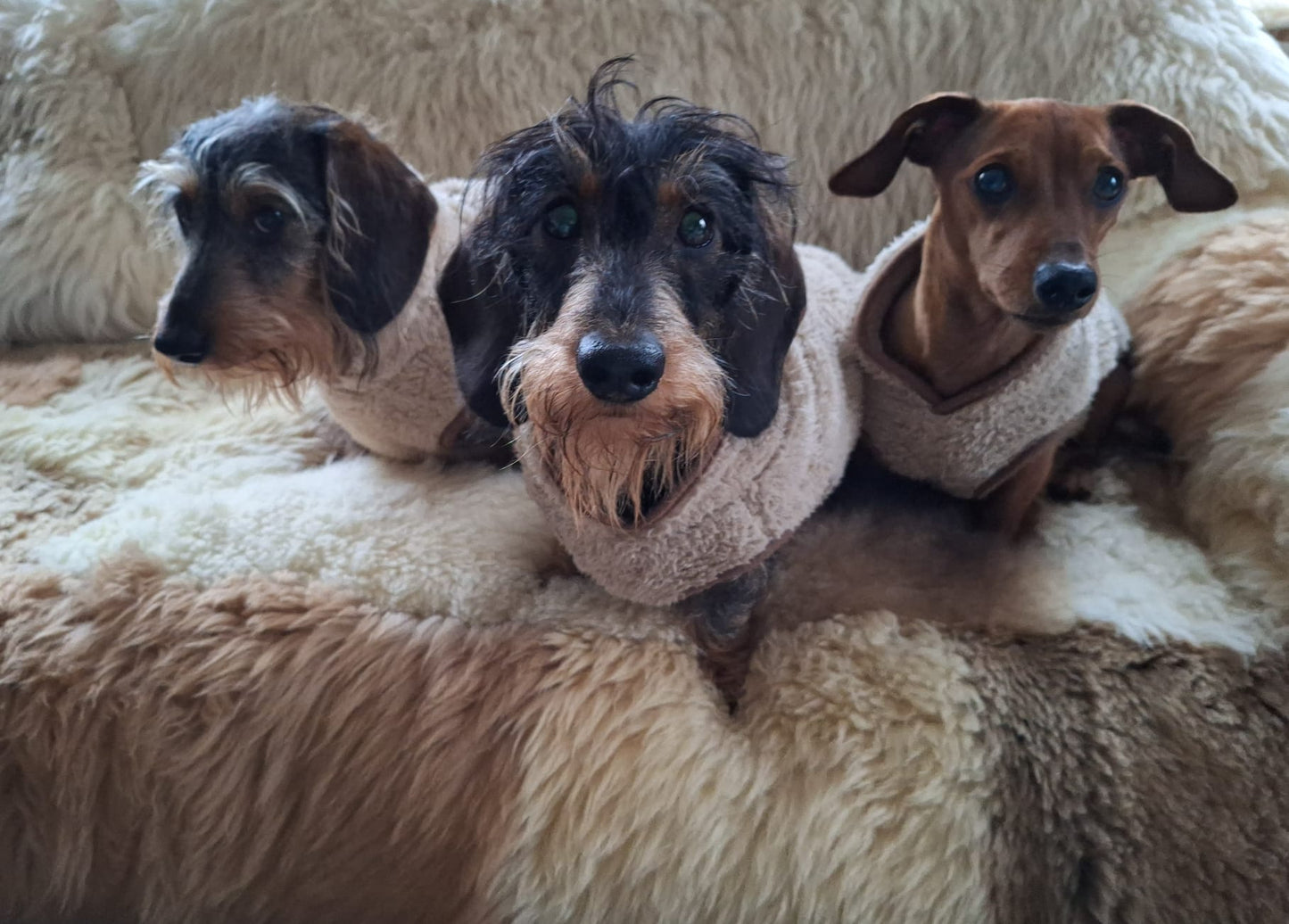 Heerlijk teddy truitje voor je teckel