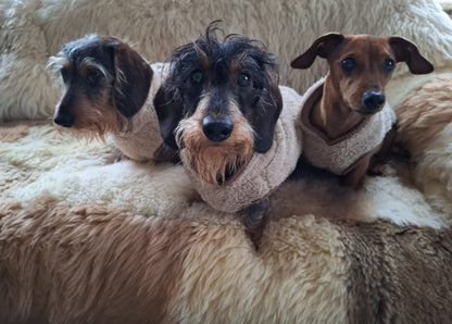 Heerlijk teddy truitje voor je teckel