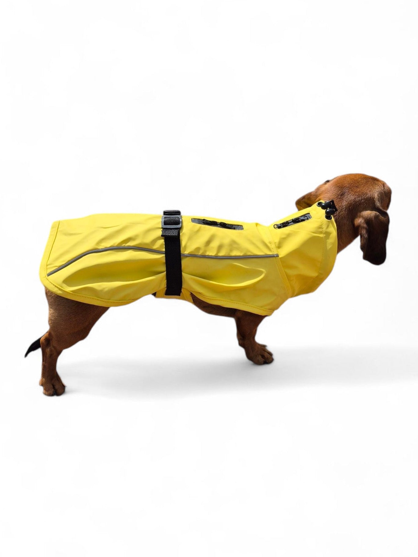 Teckel regenjas zonder capuchon