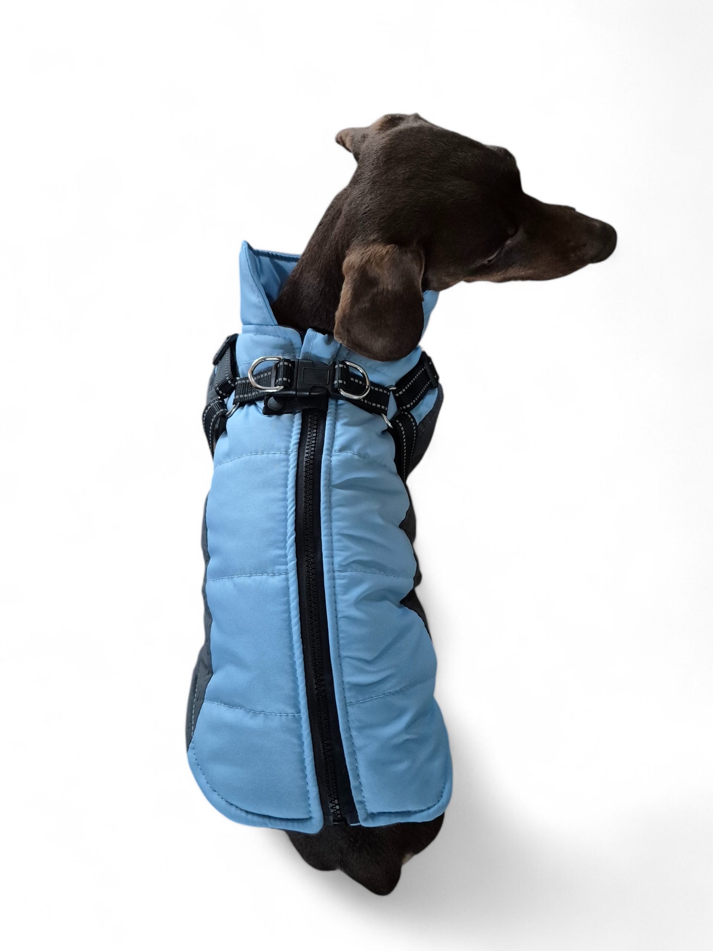 Stijlvolle winterjas voor je teckel