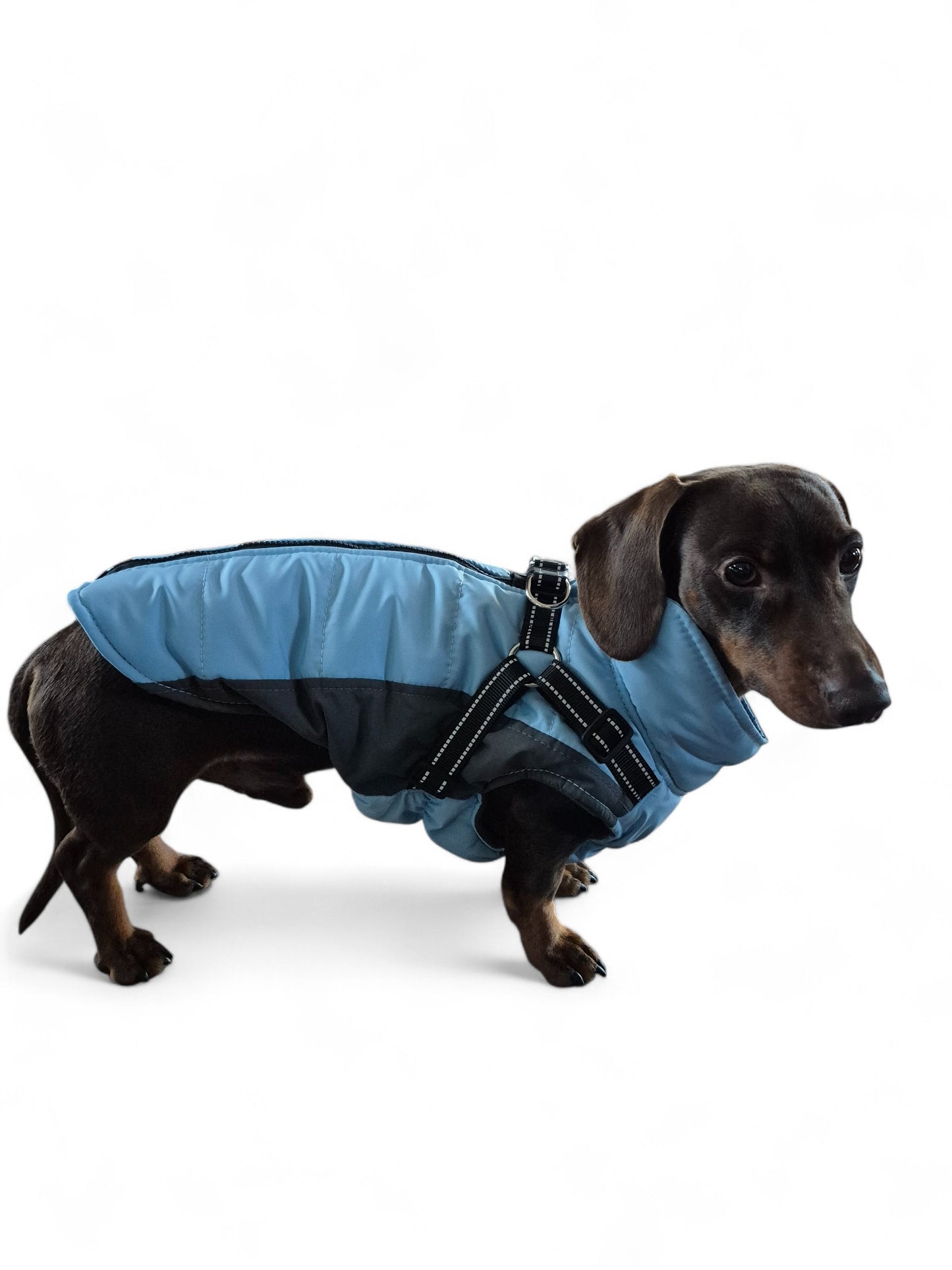 Stijlvolle winterjas voor je teckel